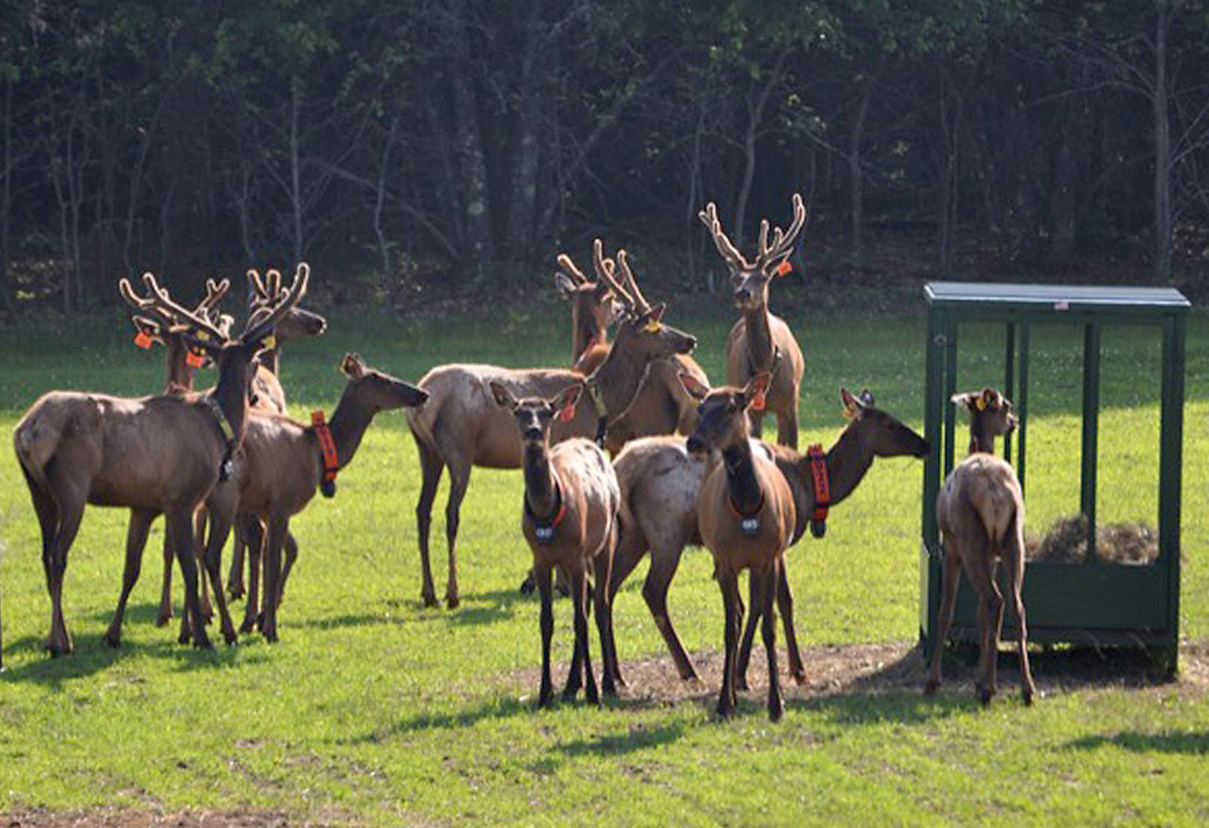Elk Reintroduction